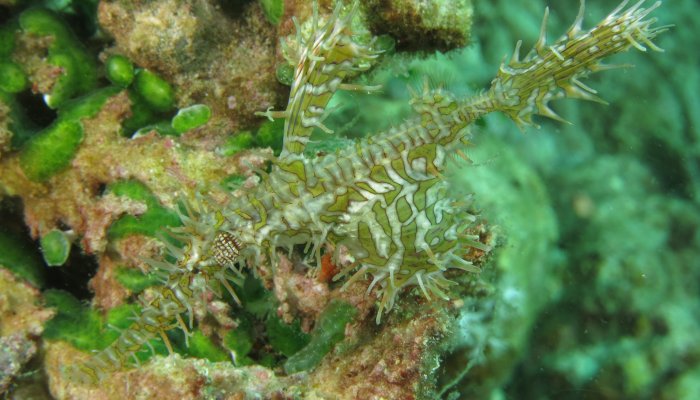 Brooding Ornate Ghost Pipefish